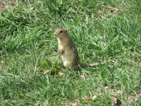 Thirteen stripe ground squirrel